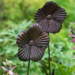 Wilstone 127cm Iron Poppy Flower Garden -Outlet The Gardeny Store 5060345971767 4